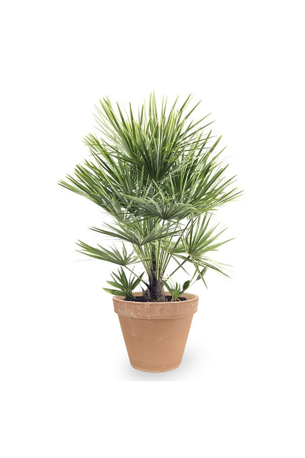 Chamaerops Humilis XL w Terakocie