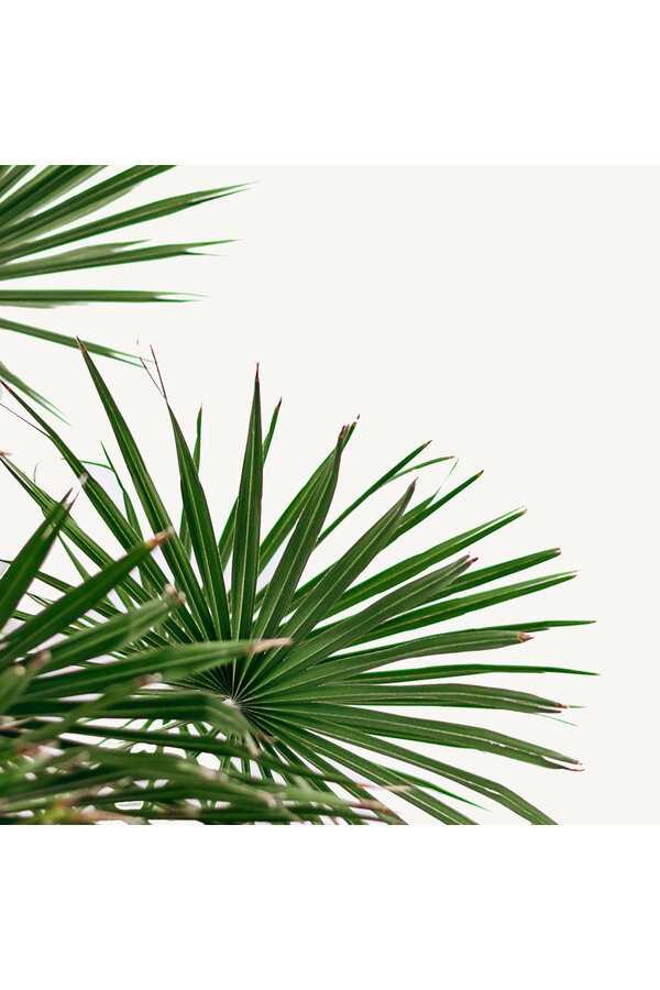 Chamaerops Humilis XL w Terakocie