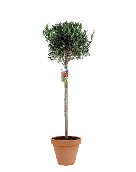 TerraCotta | Olea Europaea