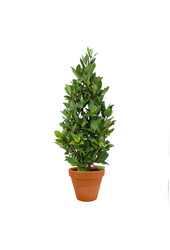 Laurus Nobilis Krzew S w TerraCotta