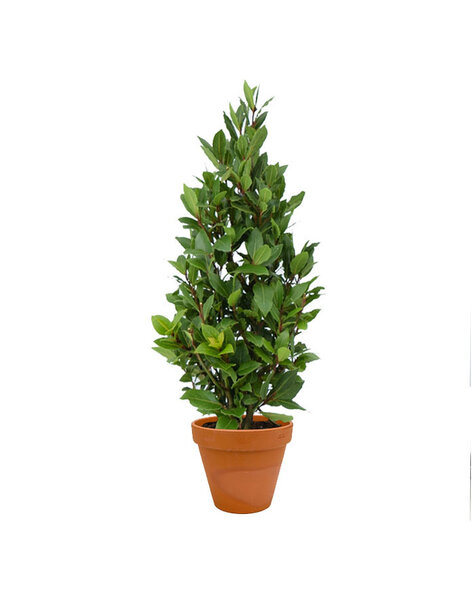 TerraCotta | Laurus Nobilis