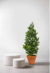 Laurus Nobilis Krzew S w TerraCotta
