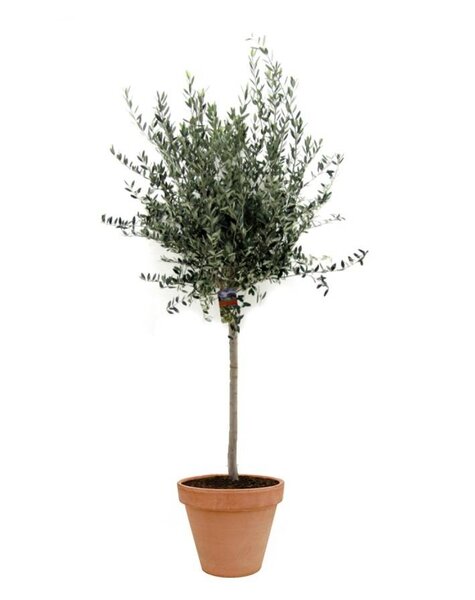 TerraCotta | Olea Europaea