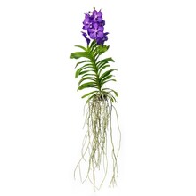 Vanda