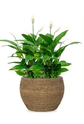 Spathiphyllum w Bohemian Abby Straw Grass