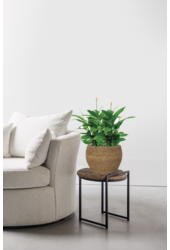 Spathiphyllum w Bohemian Abby Straw Grass