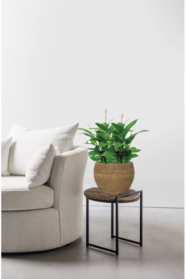 Spathiphyllum w Bohemian Abby Straw Grass