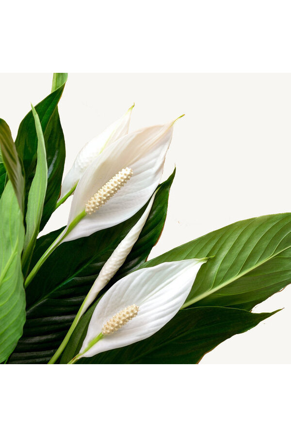 Spathiphyllum w Bohemian Abby Straw Grass