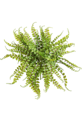 Sztuczna roślina Asplenium Maidenhair