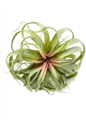 Sztuczna roślina Tillandsia