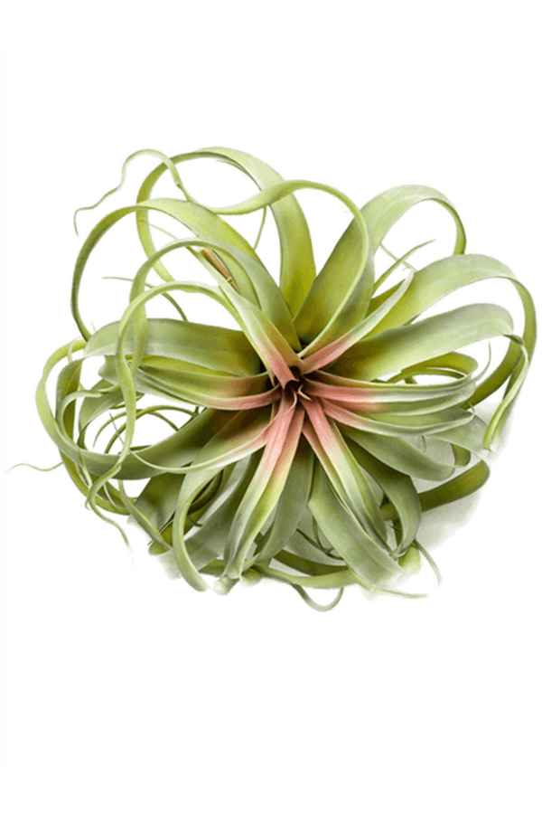 Sztuczna roślina Tillandsia