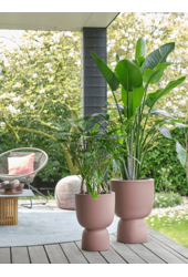 Pure® Coupe Rosy Brown