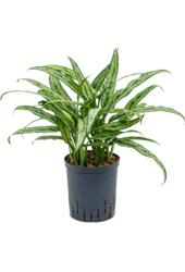 Hydroplant Aglaonema Cutlass