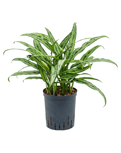 Hydroplant Aglaonema