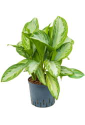 Hydroplant Aglaonema Silver Bay