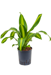 Hydroplant Dracena Fragrans Burley