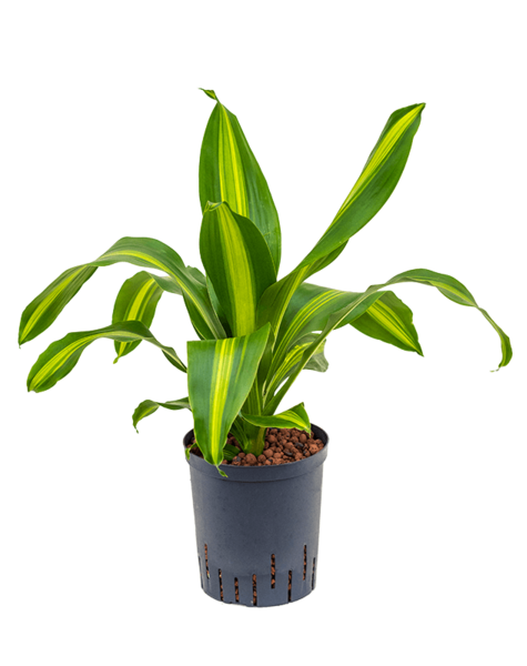 Hydroplant Dracena