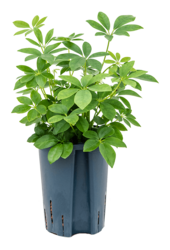 Roślina hydroponiczna Schefflera Arboricola Compacta