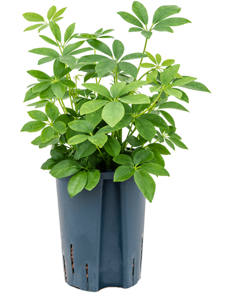 Roślina hydroponiczna Schefflera