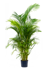 Roślina hydroponiczna Dypsis (Areca) Lutescens