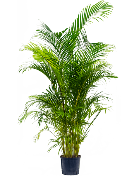 Roślina hydroponiczna Dypsis