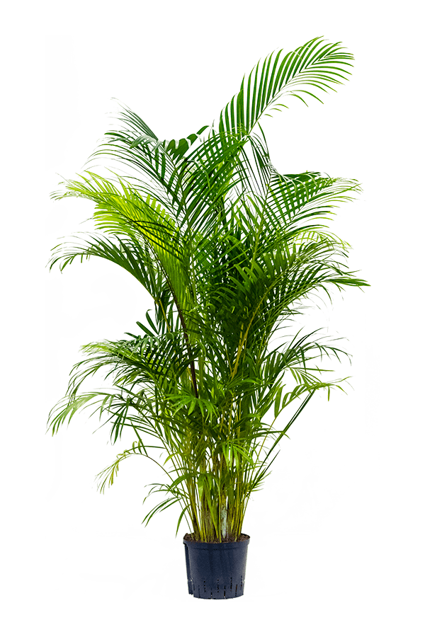 Roślina hydroponiczna Dypsis (Areca) Lutescens
