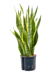 Hydroplant Sansevieria Trifasciata Laurentii