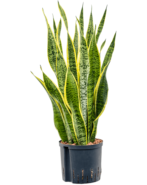 Hydroplant Sansevieria