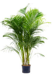 Roślina hydroponiczna Dypsis (Areca) Lutescens