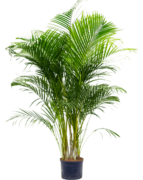 Roślina hydroponiczna Dypsis