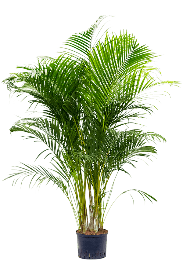 Roślina hydroponiczna Dypsis (Areca) Lutescens