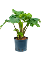 Hydro Roślina Alocasia Low Rider