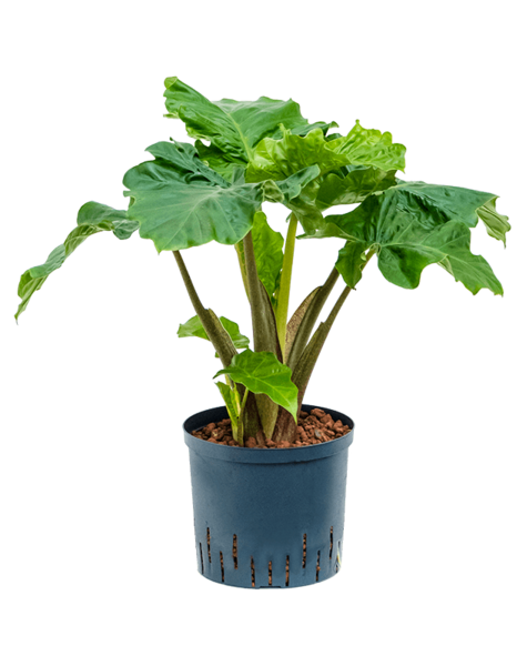 Hydro Roślina Alocasia