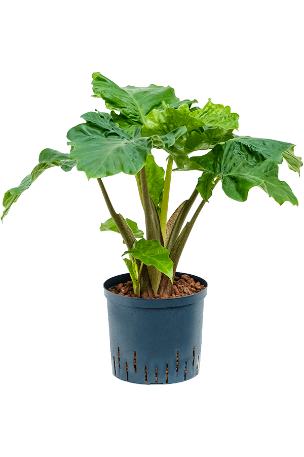 Hydro Roślina Alocasia Low Rider