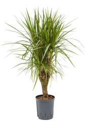 Hydroplant Dracaena Marginata