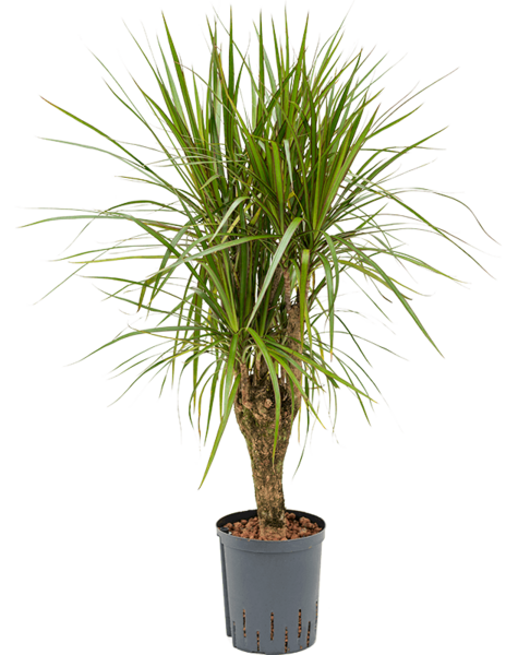 Hydroplant Dracaena