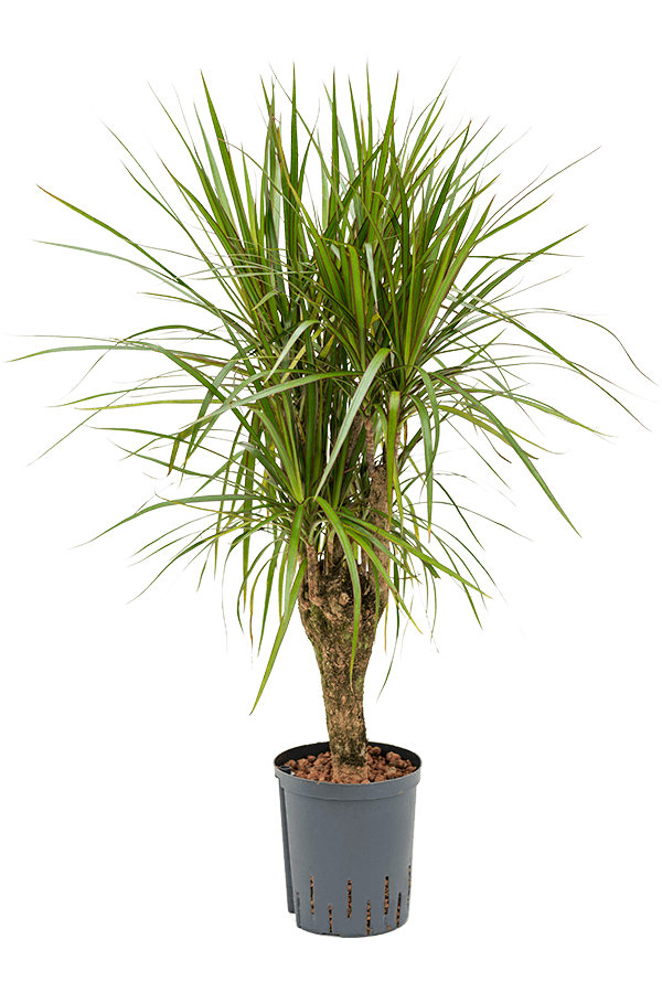 Hydroplant Dracaena Marginata