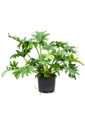 Hydroplant Filodendron Selloum