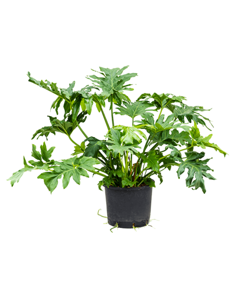 Hydroplant Filodendron