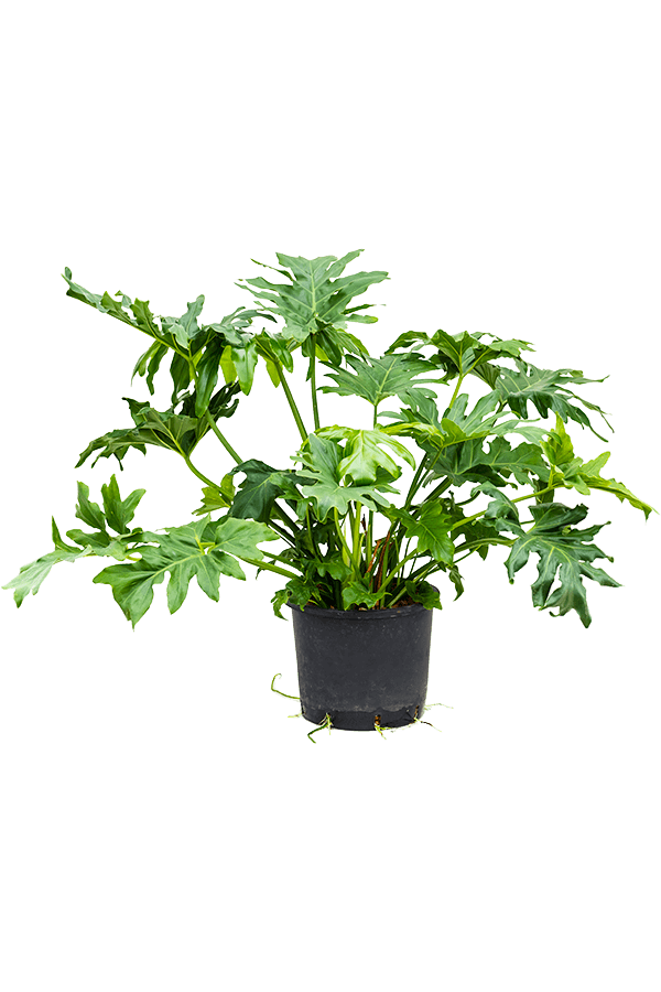 Hydroplant Filodendron Selloum