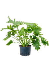 Hydroplant Filodendron Selloum