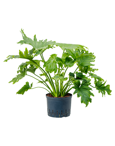 Hydroplant Filodendron