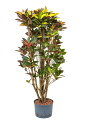 Kroton (roślina hydroponiczna) (Codiaeum) Variegatum Mrs. Iceton
