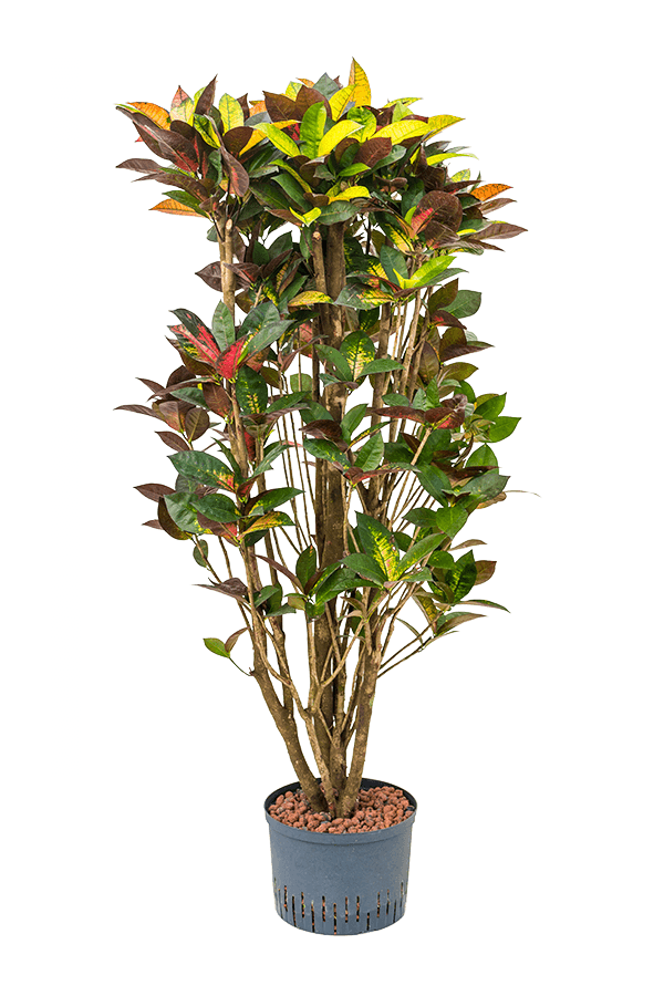 Kroton (roślina hydroponiczna) (Codiaeum) Variegatum Mrs. Iceton