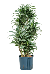 Hydroplant Dracena Deremensis Warneckei Compacta