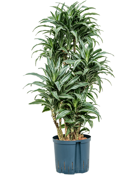 Hydroplant Dracena