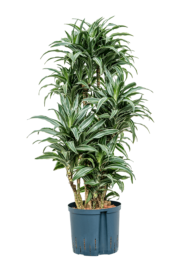 Hydroplant Dracena Deremensis Warneckei Compacta