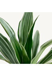 Hydroplant Dracena Deremensis Warneckei Compacta
