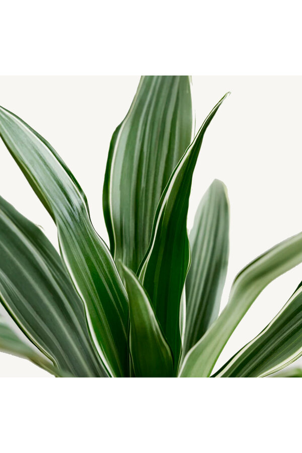Hydroplant Dracena Deremensis Warneckei Compacta