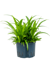 Hydroplant Chlorophytum Comosum Lemon